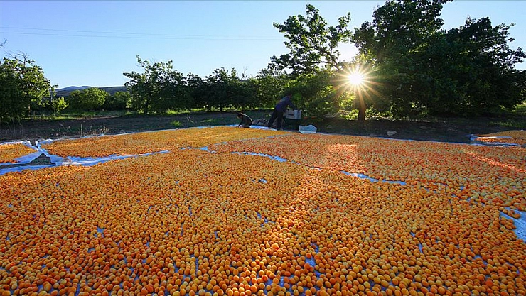 Malatya'da Kayısı Hasadı Başladı! Ancak Üreticiler Tedirgin!