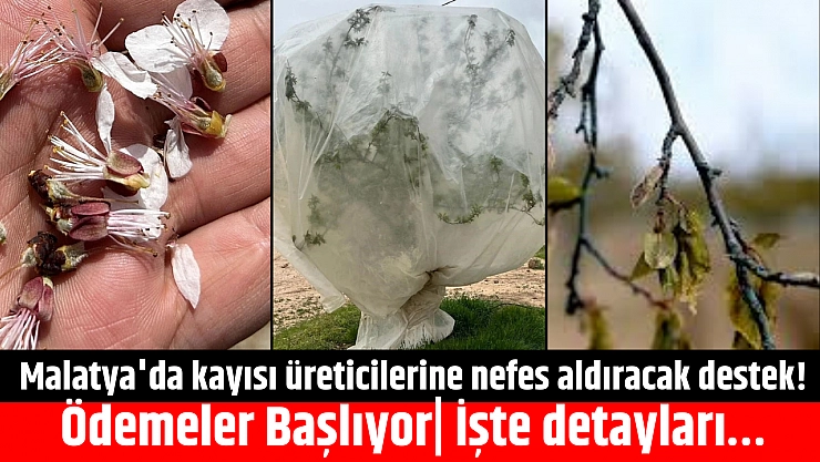 Malatya'da kayısı üreticilerine nefes aldıracak destek! Ödemeler Başlıyor| İşte detayları…