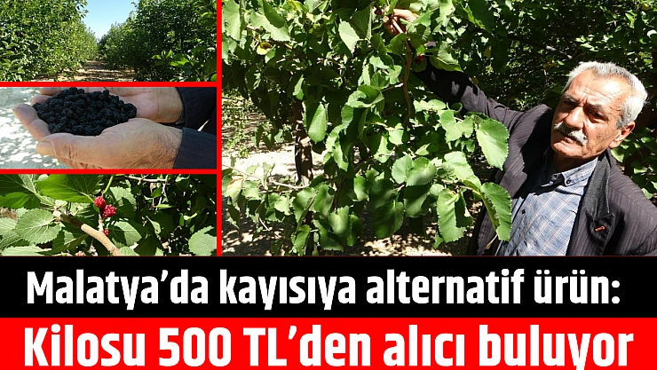 Malatya'da kayısıya alternatif ürün: Kilosu 500 TL'den alıcı buluyor