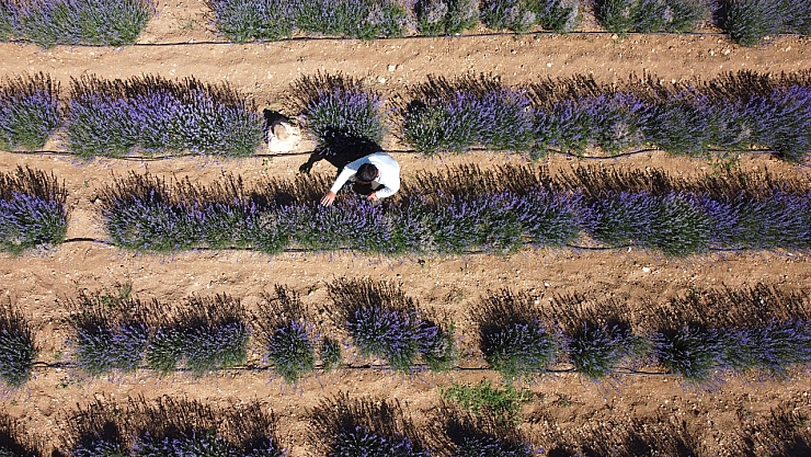 Malatya'da kayısıya anternatif olarak üretilmeye başlandı: 2 bin rakımda, 5 dönümlük arazide üretiliyor...