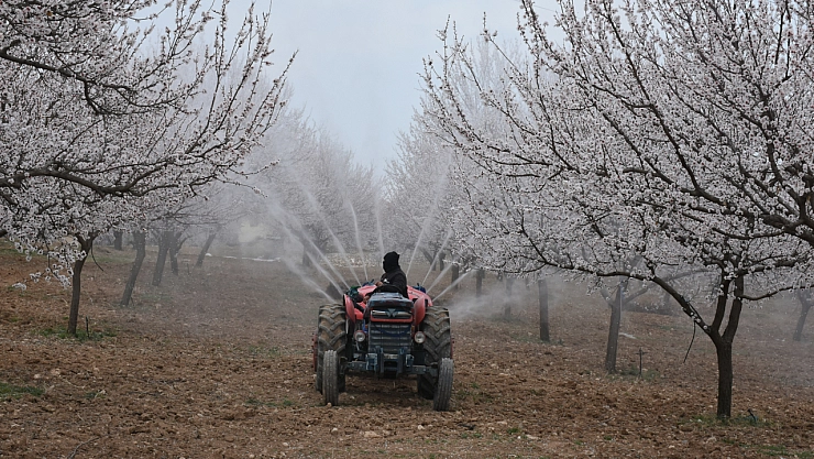 Malatya'da kayısıya reçete: AB pazarını korumaya kararlı