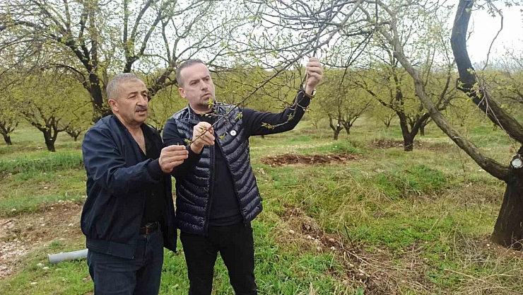 Malatya'da kayısıyı don değil dolu vurdu: Çiftçiler büyük zarar gördü!