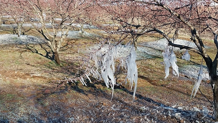 Çiftçiyi bu sefer don vurdu