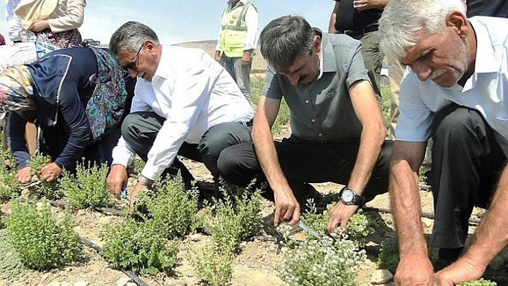 Malatya'da kekik hasadı