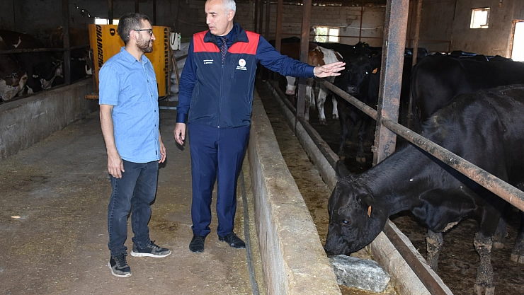 Malatya'da Kırmızı Et Üretimi İçin Dev Adım: Büyükbaş Hayvan Dağıtılacak