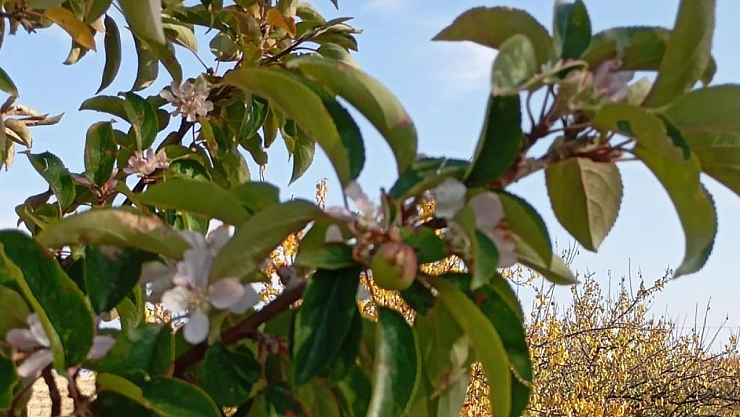 Malatya'da kış ortasında bahar sürprizi: Çiftçiler hayrete düştü!