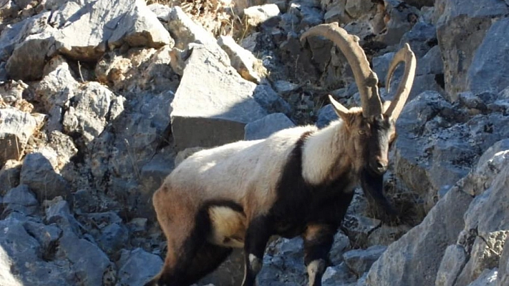 Malatya'da koruma altındaki dağ keçileri görüntülendi