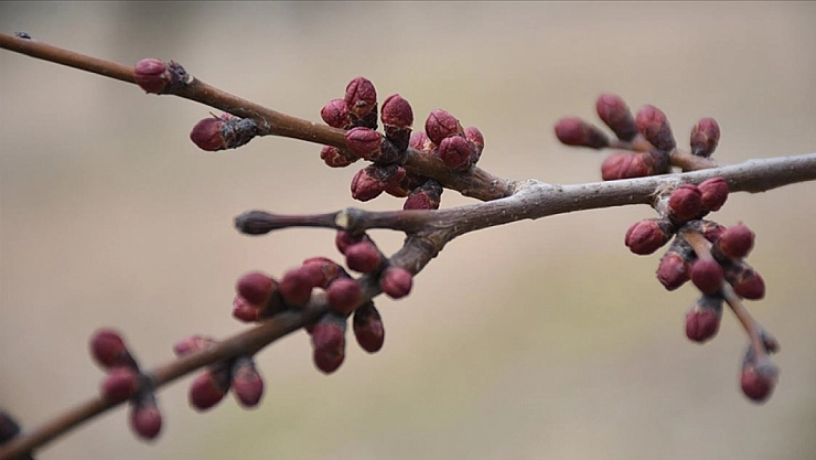 Malatya'da Kriz Bahçelerde Başlıyor! Kayısı İhracatını vurabilir!