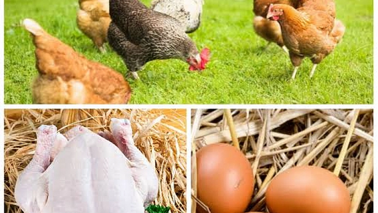 Malatya'da kümeslerin dengesi şaştı: Tavuk eti uçtu, yumurta çakıldı!