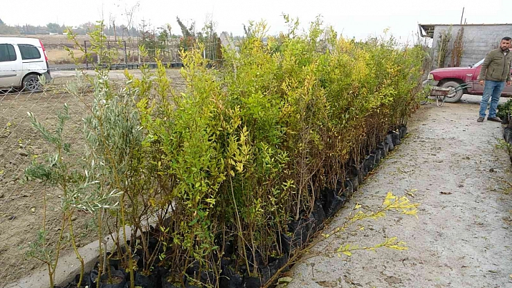 Fidan üretiminde ilk beşteyiz