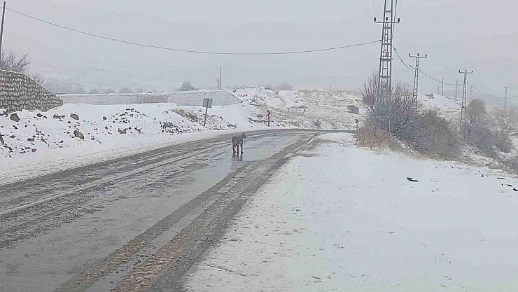 Malatya'da nesli tükenmekte olan vaşak görüldü