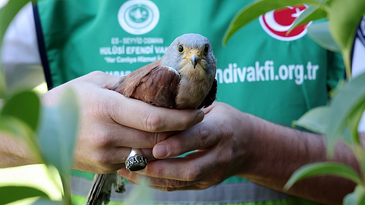 Malatya'da örnek davranış: Yaralı kerkenez tedaviye alındı