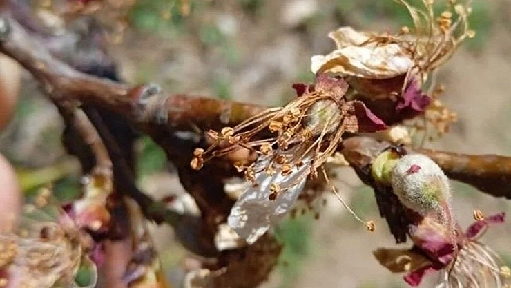 Malatya'da ekonomik kriz büyüdü: Sadece depolarda kayısı kaldı