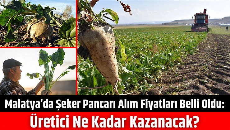 Malatya'da şeker pancarı alım fiyatları belli oldu: Üretici ne kadar kazanacak?