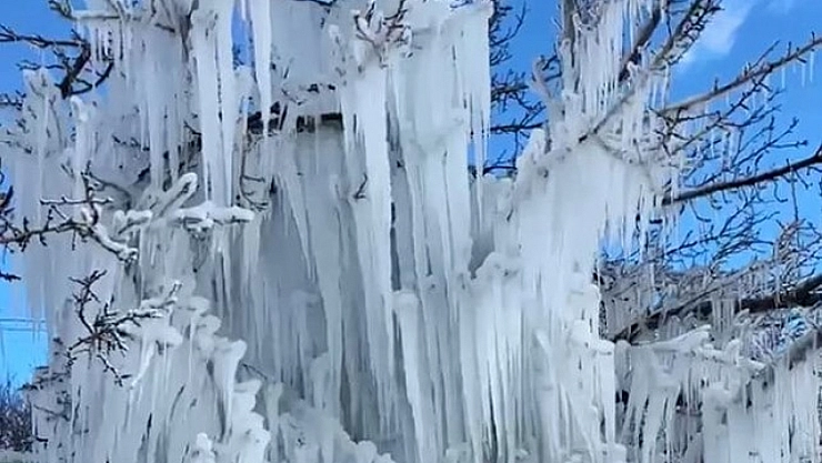 Malatya'da Soğuktan Kayısı Ağaçlarında Sarkıt Oluştu!
