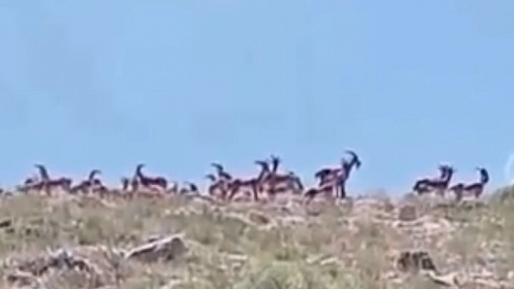 Yaban keçileri kayısı bahçelerine kadar indi!