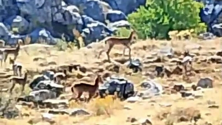 Malatya'da nesli koruma altındaki yaban keçileri görüntülendi