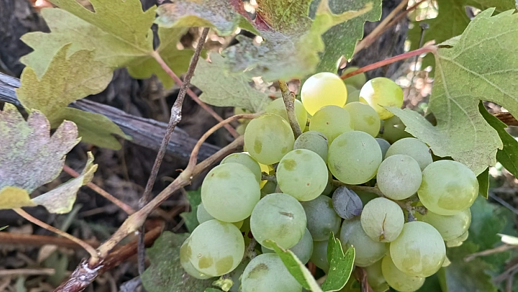 Malatya'da üretim durma noktasında! Traktörlerle taşınan üzüm, şimdi sadece hatıralarda….