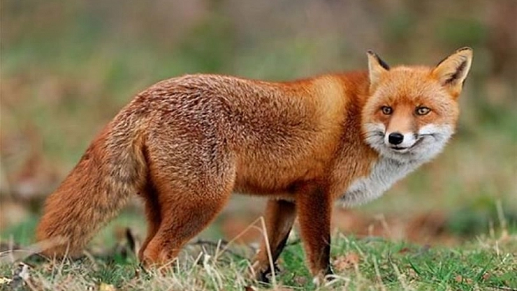 Malatya'da yaban hayvanları havadan aşılanacak