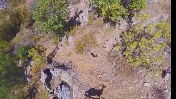 Malatya'da yaban keçileri dronla görüntülendi