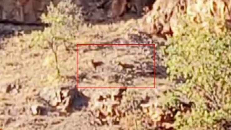 Malatya'da yaban keçileri görüntülendi