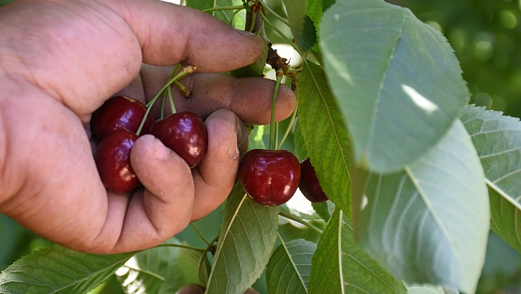 Malatya'da Yetiştiriliyor..! Dünyada ve Türkiye'de talep çok fakat işçi yok...