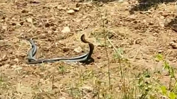 Malatya'da yılanların çiftleşme dansı kamerada