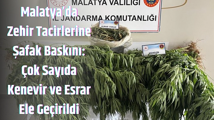 Malatya'da zehir tacirlerine şafak baskını: Çok sayıda Kenevir ve Esrar ele geçirildi