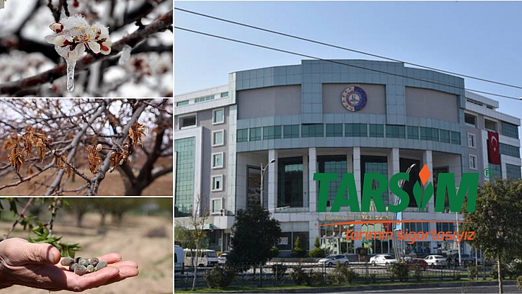 Malatya'da zirai don kayısı üreticisini vurdu: MTSO'dan TARSİM'e adil olun çağrısı…!