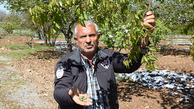 Malatya'da zirai don kayısıda zarara neden oldu