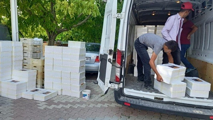 İl dışına hediyelik kayısı