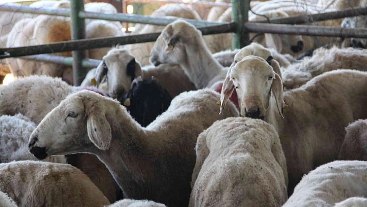 Hayvan pazarında hareketlilik başladı