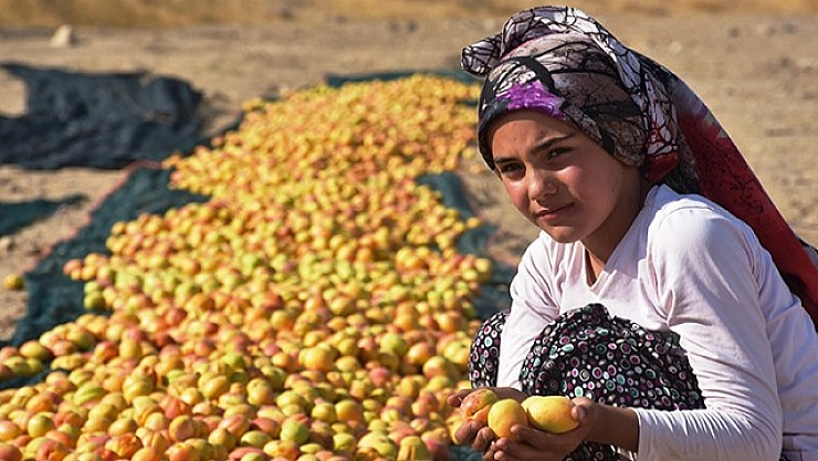 Malatya İhracatında Beklenmedik Yükseliş! Kayısı Fiyatları da Arttı!
