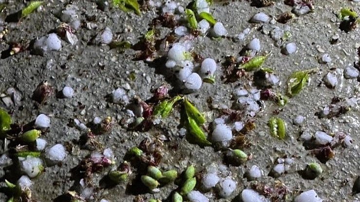 Malatya kayısısında hasar tespit çıkmazı: Eksper yetersizliği üreticileri mağdur ediyor