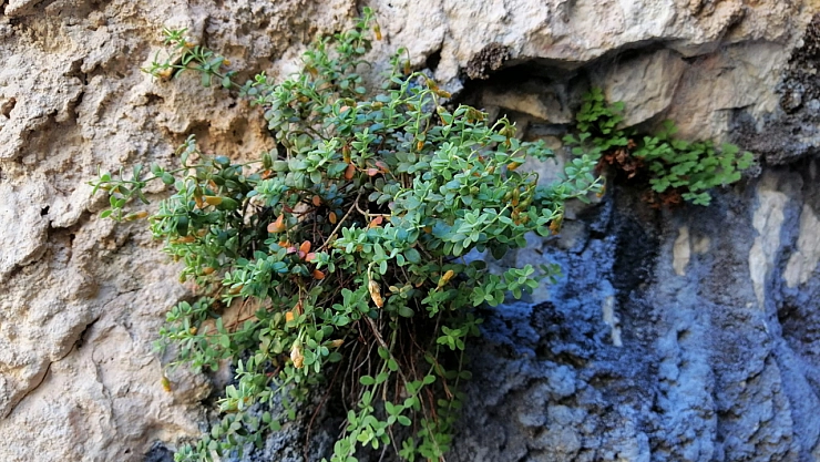 Malatya'nın Gizli Şifa Kaynağı: Endemik Bitki, Sarı Kantaronu Geride Bıraktı