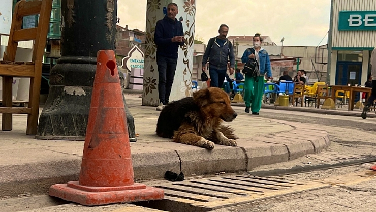 Malatya'nın Maskotu 'Badem' Hayatını Kaybetti!