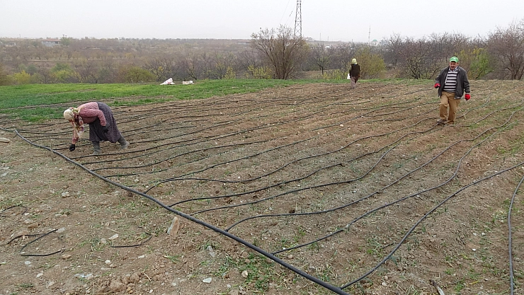 Malatya'nın yeni 'Altın'ı: Gramı 600 liradan satışa sunuldu!