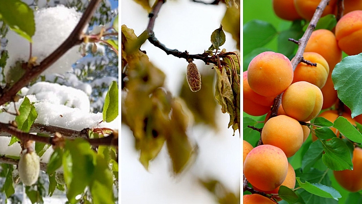 Malatya Tarımı Sınavda: Don, iklim kırbacının ilk darbesi mi? Malatya Tarımı yeni bir gerçekle yüzleşiyor