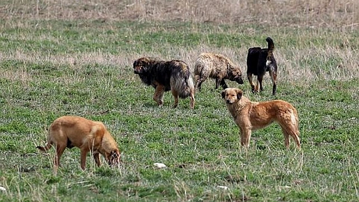 Malatya valisi açıkladı: 12 bin köpek kısırlaştırılacak....!