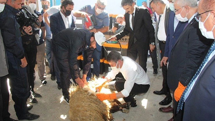 Vali Baruş koyun kırktı