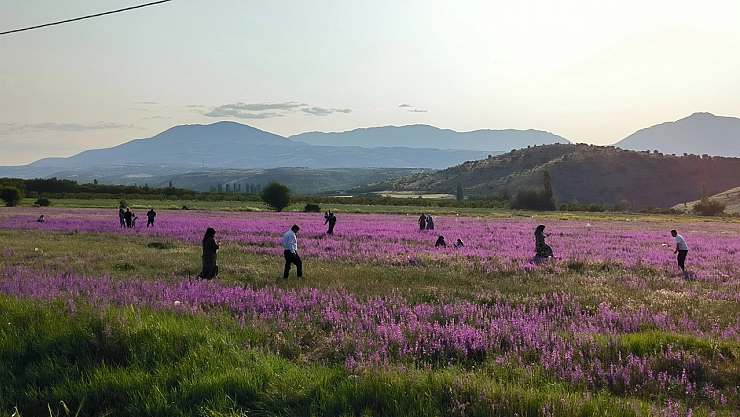 Malatya ve Adıyaman karayolu üzerinde görenleri hayran bırakıyor