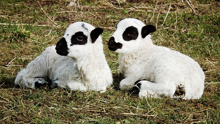 Malatyalı çiftçiler müjde! Pazartesi günü başlıyor…