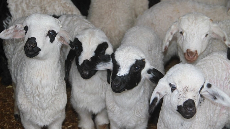 Malatyalılara müjde! Hayvancılık desteklemeleri başlıyor