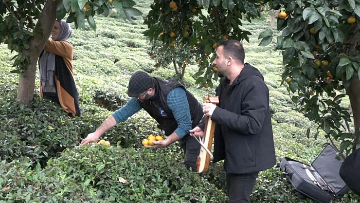 Mandalinayı kemençe eşliğinde hasat ettiler