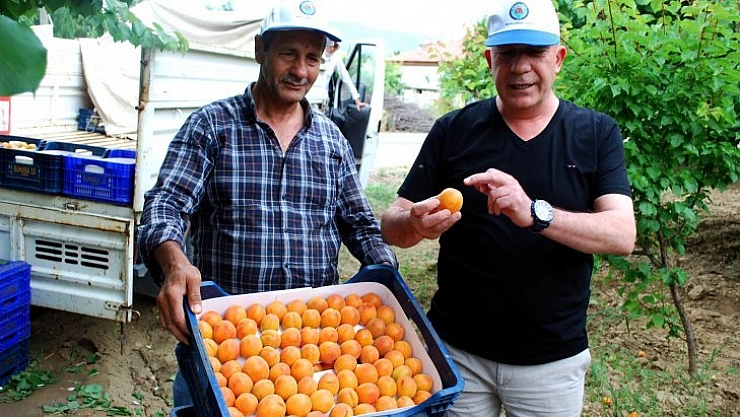 Manisa kayısısı Malatya'ya rakip