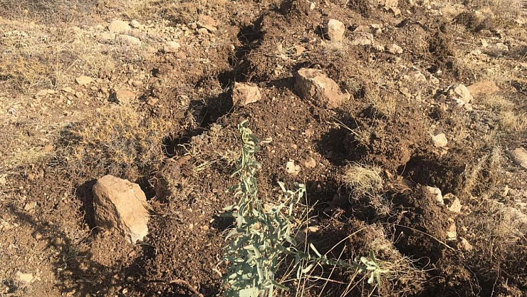 Meralar binlerce tuz çalısı ile yeşerecek