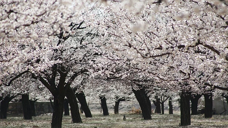 Meteoroloji kayısı için uyardı