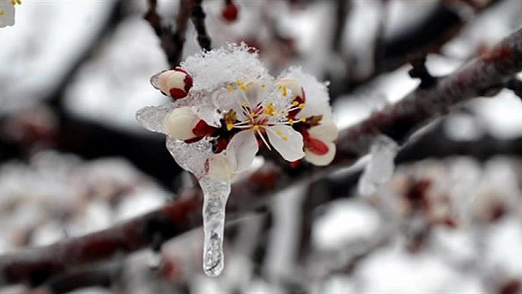 Malatya'da Zirai Don Tehlikesi, Meteoroloji Uyardı!