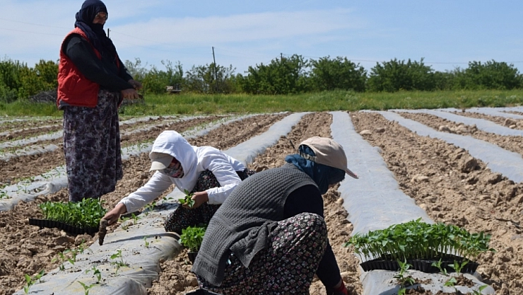 Mevsimlik tarım işçilerinde şartlar değişiyor!