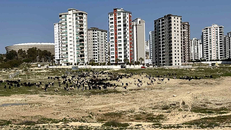 Milyonluk evlerin önü otlağa döndü